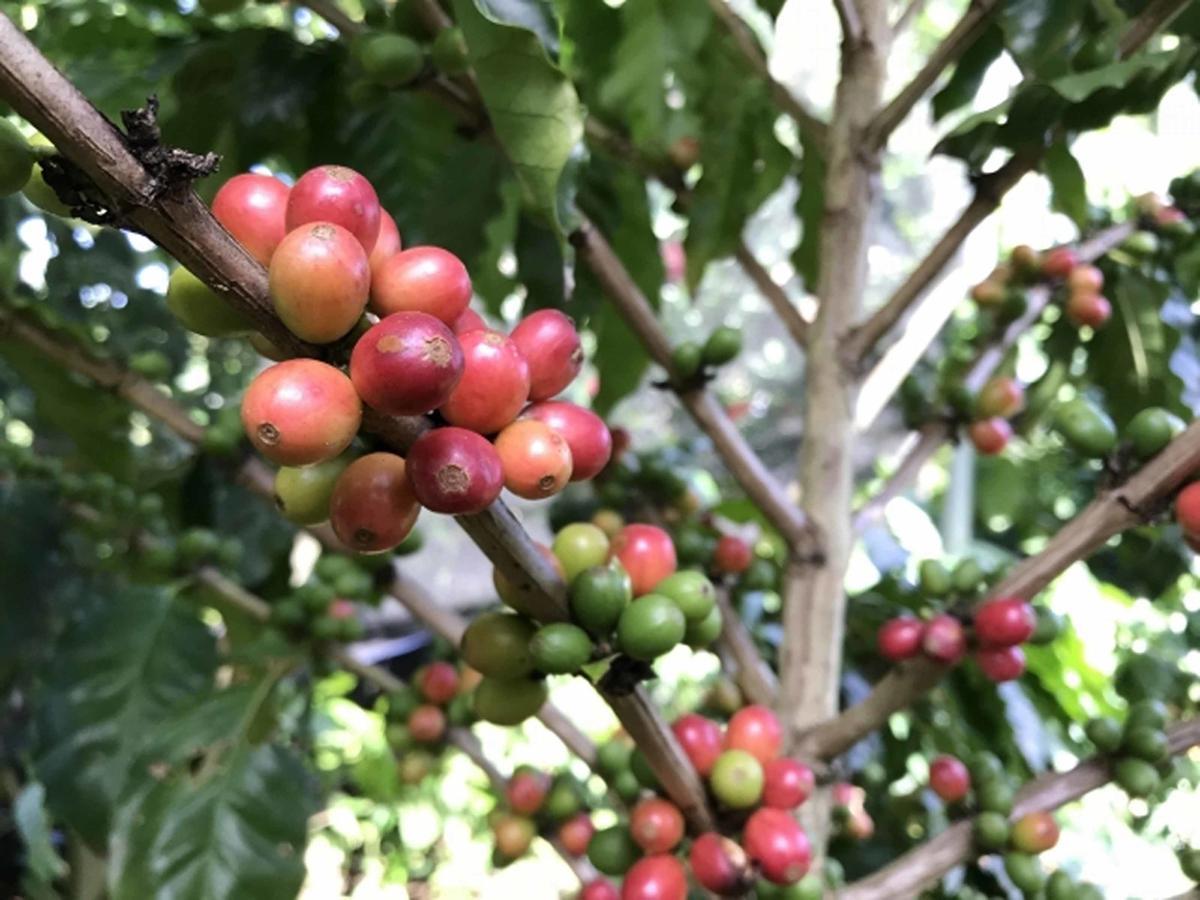 Villa Matayoshi Coffee Farm Higashi Exterior foto